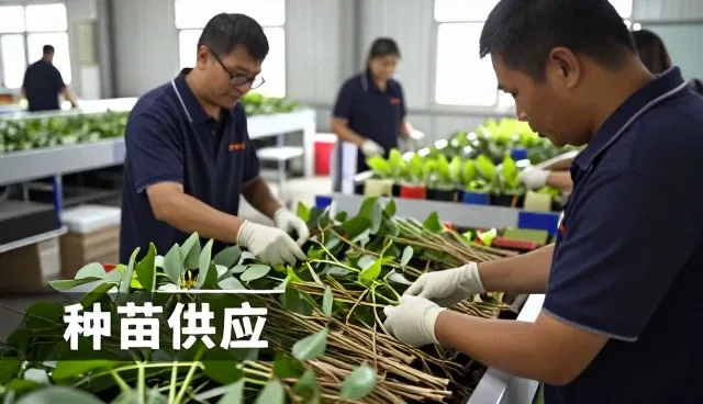 广州奇记生物科技有限公司聊聊方向的公司种苗供应